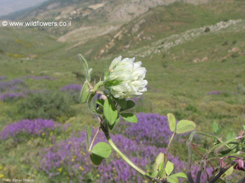 Trifolium vavilovii